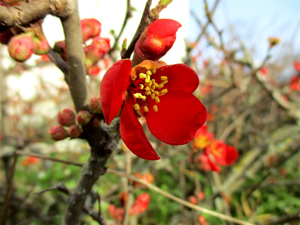 Japanische Zierquitte (Chaenomeles japonica) in Brebach