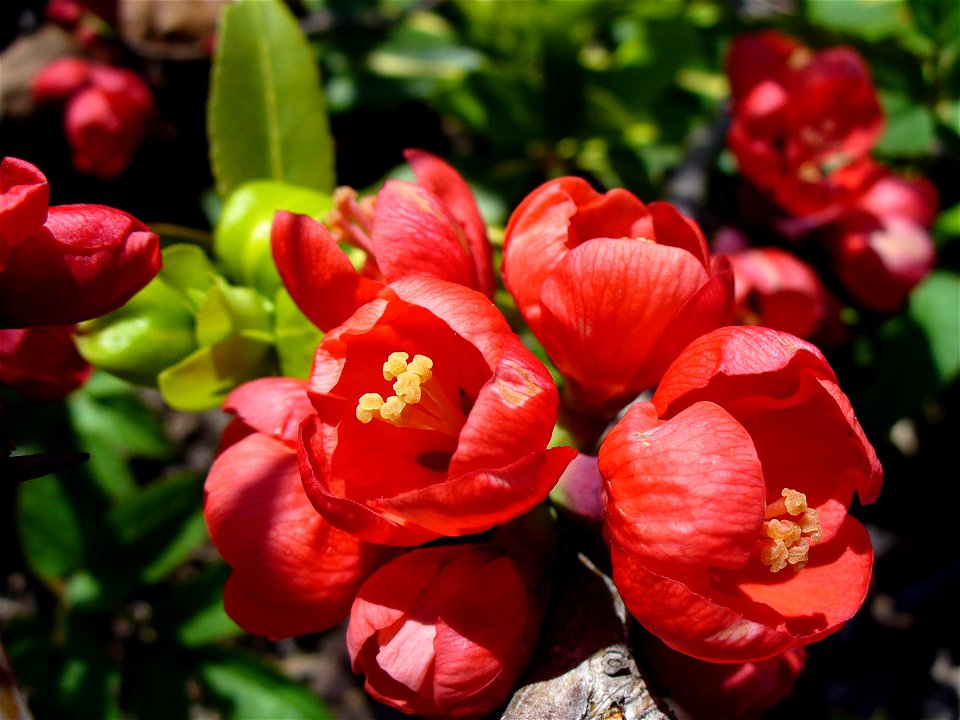 I am the originator of this photo. I hold the copyright. I release it to the public domain. This photo depicts flowers.