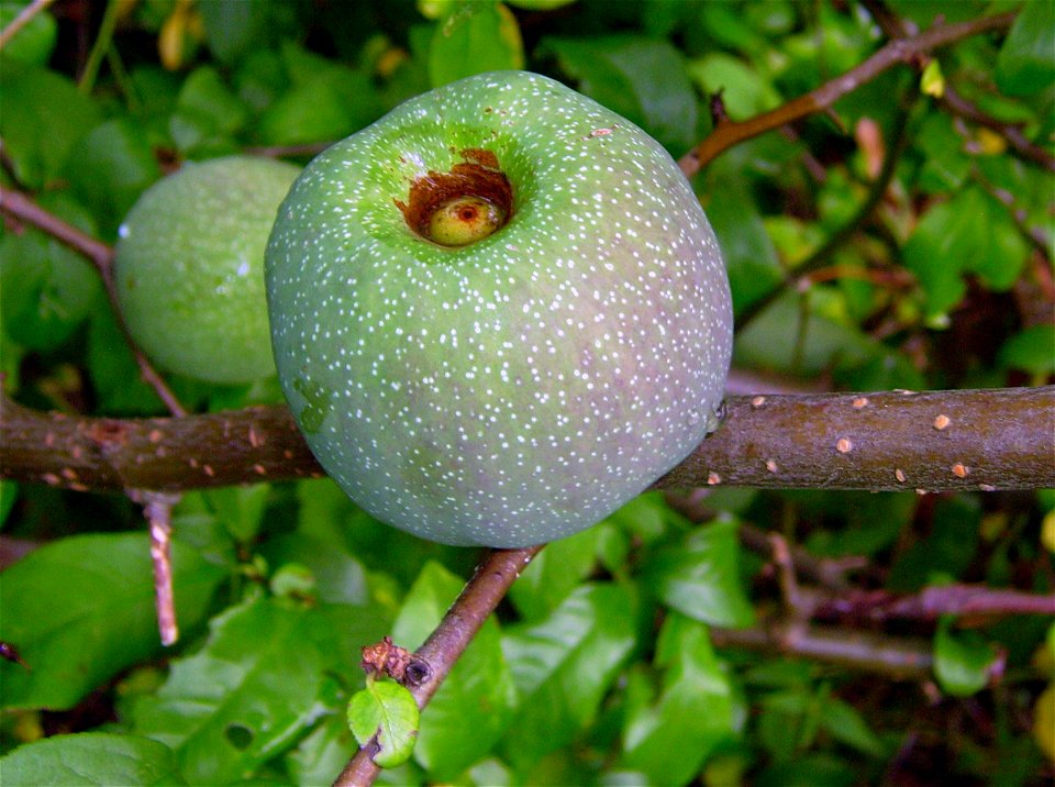 Fruit of: Chaenomeles / flowering quince / japonica