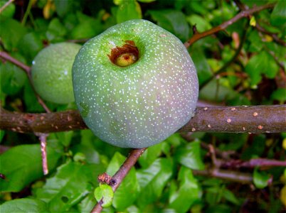 Fruit of: Chaenomeles / flowering quince / japonica photo