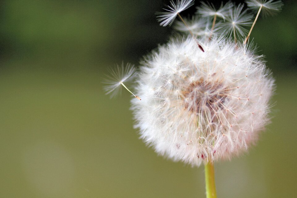 Close up flower background