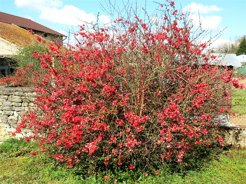 Chaenomeles japonica in Lacrost (Saône-et-Loire, France).