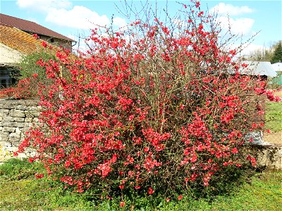 Chaenomeles japonica in Lacrost (Saône-et-Loire, France).