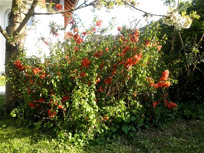 Chaenomeles japonica in spring