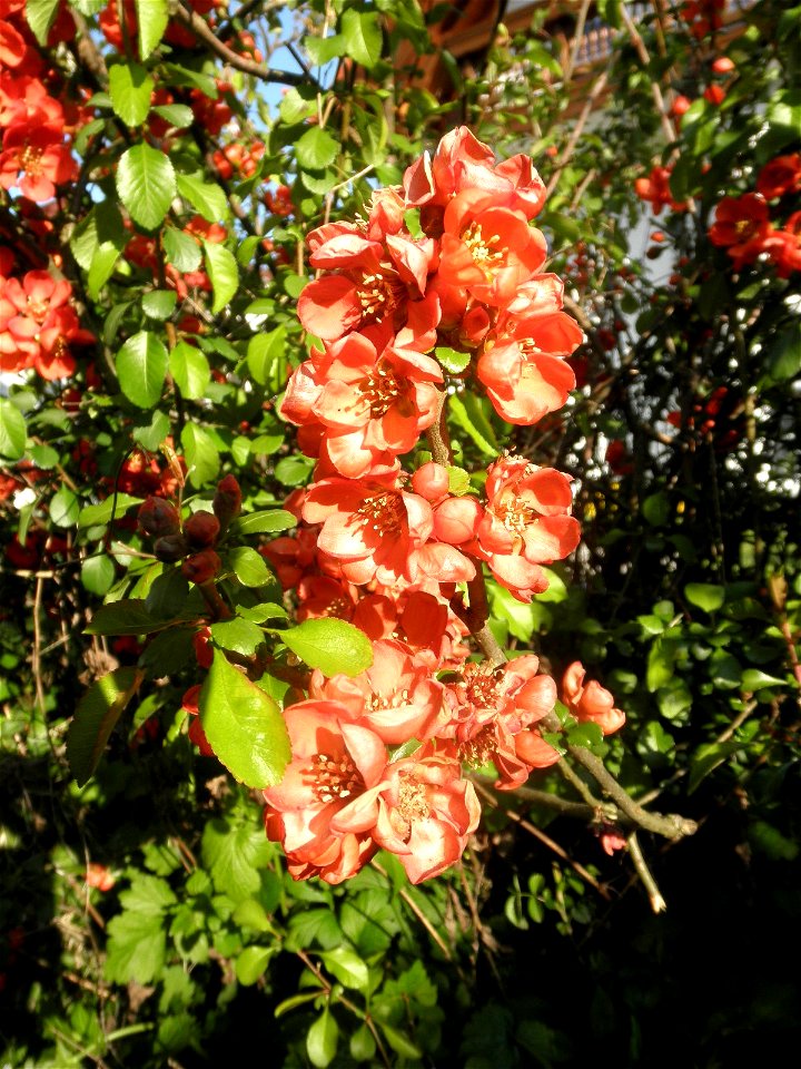 Flowers of Chaenomeles japonica