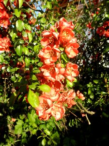 Flowers of Chaenomeles japonica photo