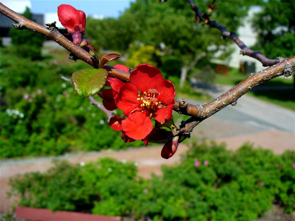 I am the originator of this photo. I hold the copyright. I release it to the public domain. This photo depicts a flower.