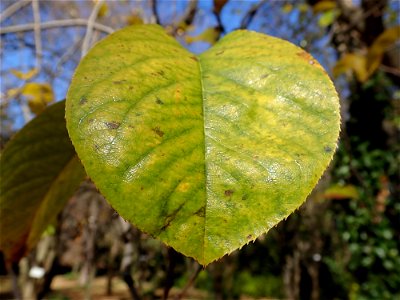 A leaf of Chaenomeles sinensis Koehne (Pseudocydonia sinensis) photo