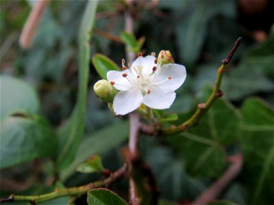 Zweite Blüte vom Feuerdorn (Pyracantha coccinea) in Hockenheim