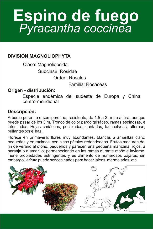 Ficha de botánica. Clasificación, origen, ilustraciones y mapa de distribución.
