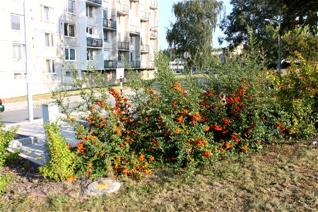 Pyracantha coccinea photo