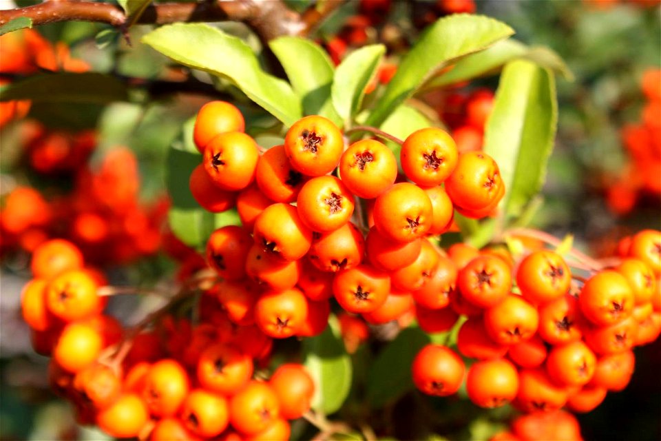 Pyracantha coccinea, Brno Komín, fruit