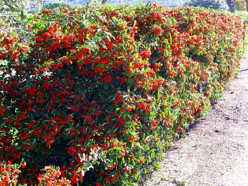 Pyracantha coccinea wall, Dehesa Boyal de Puertollano, Spain