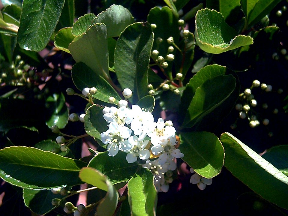 Pyracantha coccinea flowers in Dehesa Boyal de Puertollano, Spain