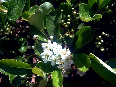 Pyracantha coccinea flowers in Dehesa Boyal de Puertollano, Spain