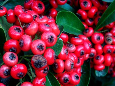 Pyracantha coccinea Fruits Close up Dehesa Boyal de Puertollano, Spain photo