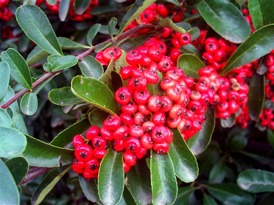 Pyracantha coccinea Fruits Close up Dehesa Boyal de Puertollano, Spain