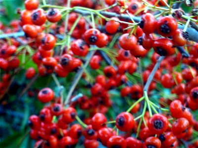 Pyracantha coccinea Fruits Close up Dehesa Boyal de Puertollano, Spain