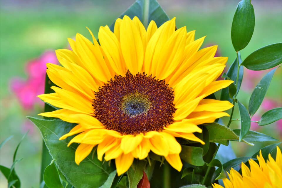 Flower meadow petals bloom