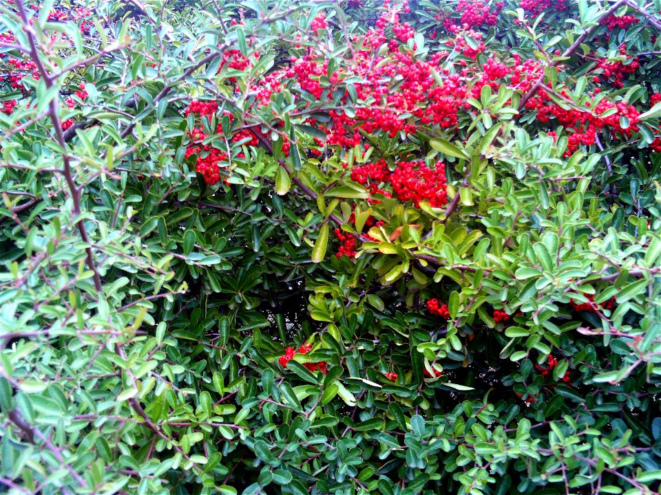 Pyracantha coccinea fruits, Dehesa Boyal de Puertollano, Spain