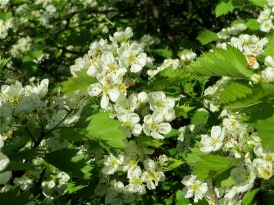 Elsbeere (Sorbus torminalis) an der Saar in Saarbrücken