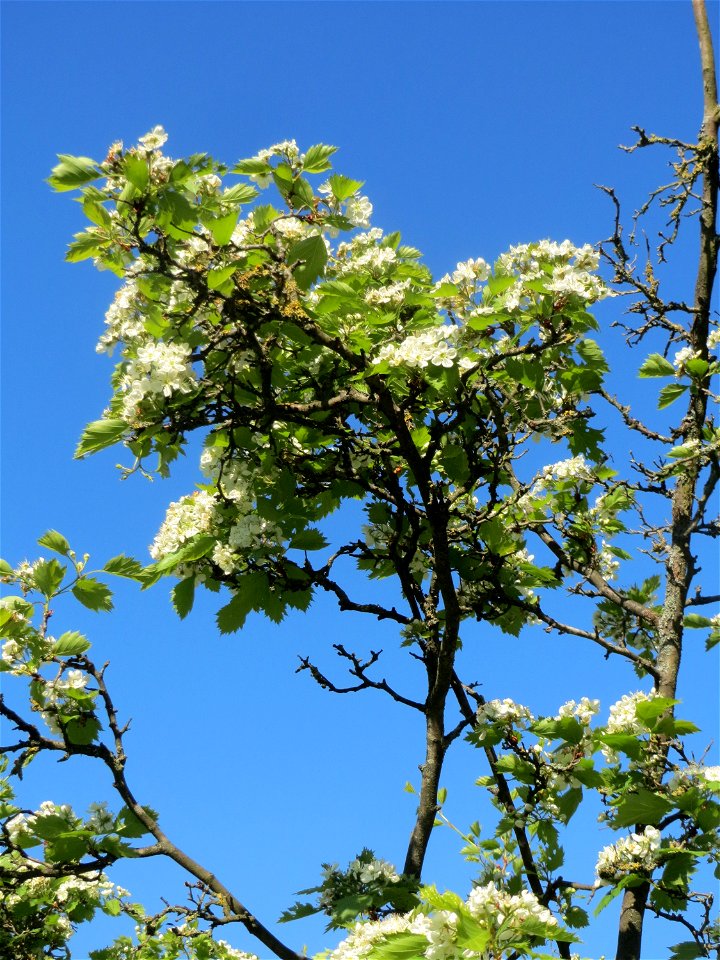 Elsbeere (Sorbus torminalis) an der Saar in Saarbrücken