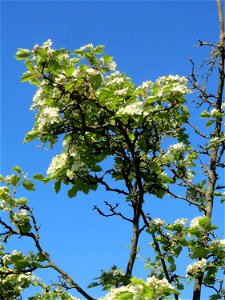 Elsbeere (Sorbus torminalis) an der Saar in Saarbrücken photo