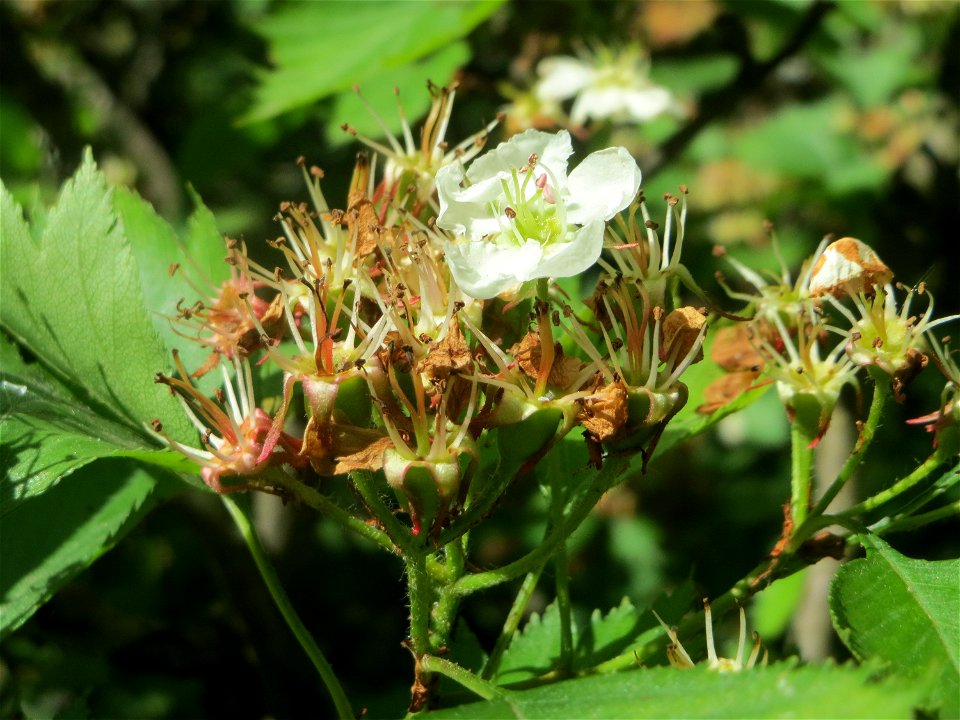 Elsbeere (Sorbus torminalis) an der Saar in Saarbrücken