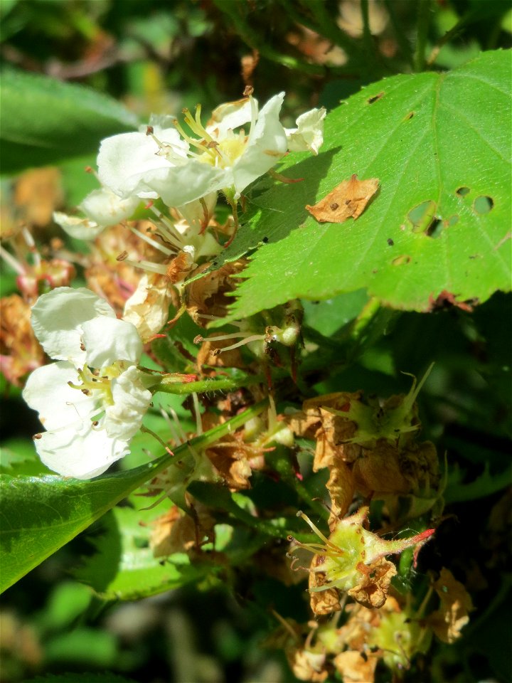 Elsbeere (Sorbus torminalis) an der Saar in Saarbrücken