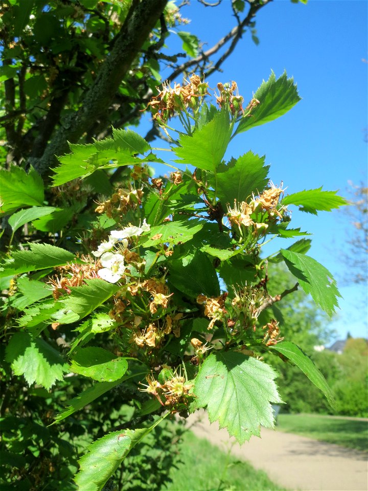 Elsbeere (Sorbus torminalis) an der Saar in Saarbrücken
