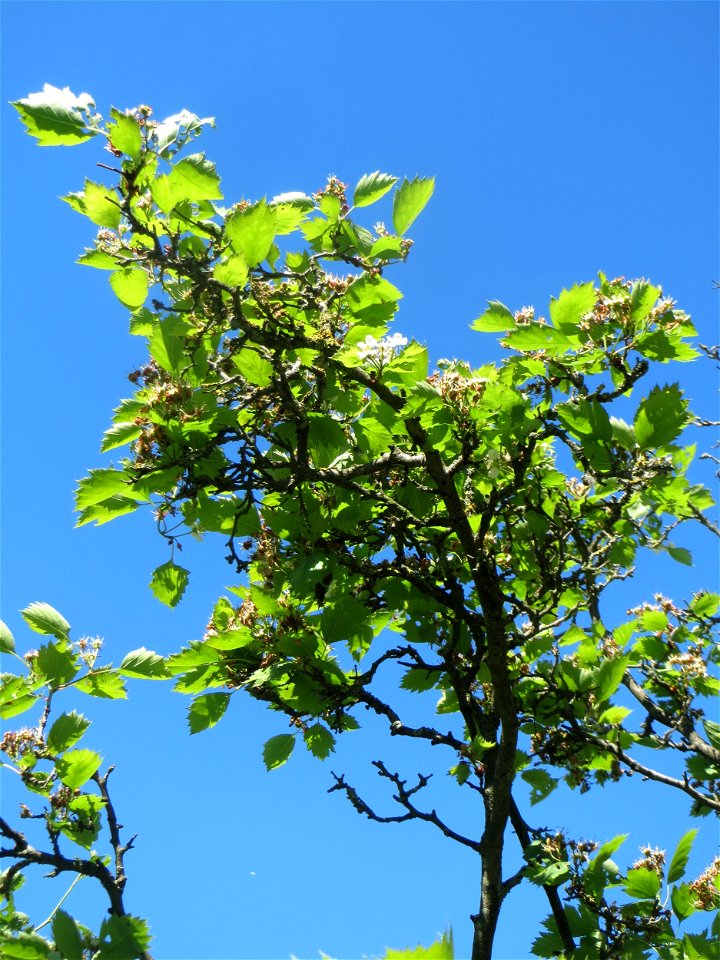 Elsbeere (Sorbus torminalis) an der Saar in Saarbrücken