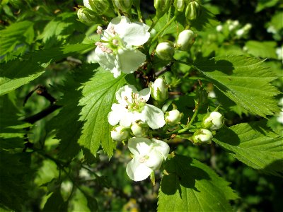 Elsbeere (Sorbus torminalis) an der Saar in Saarbrücken photo