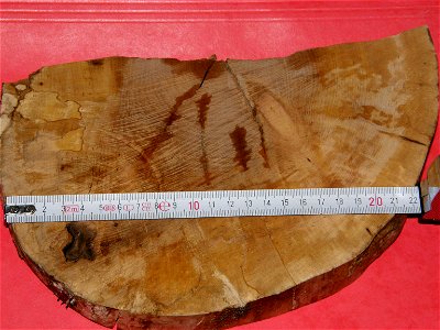 Tranche d'alisier torminal, récupérée sur un tronc mort et altéré en sous bois. La section fait 28 cm de diamètre et le comptage des cernes indique approximativement 80 à 90 ans. Donc une croissance a photo