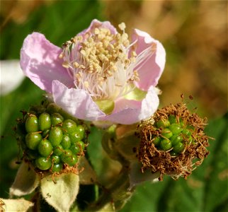 Blackberry flower and developing unripe berries