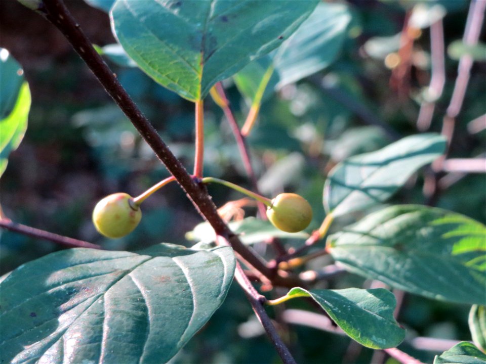 Faulbaum (Frangula alnus) im Schwetzinger Hardt