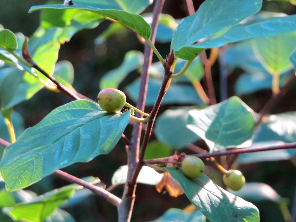 Faulbaum (Frangula alnus) im Schwetzinger Hardt