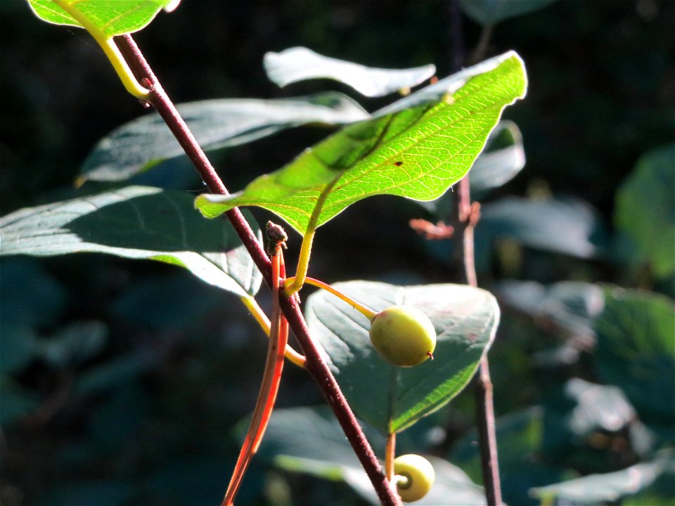 Faulbaum (Frangula alnus) im Schwetzinger Hardt