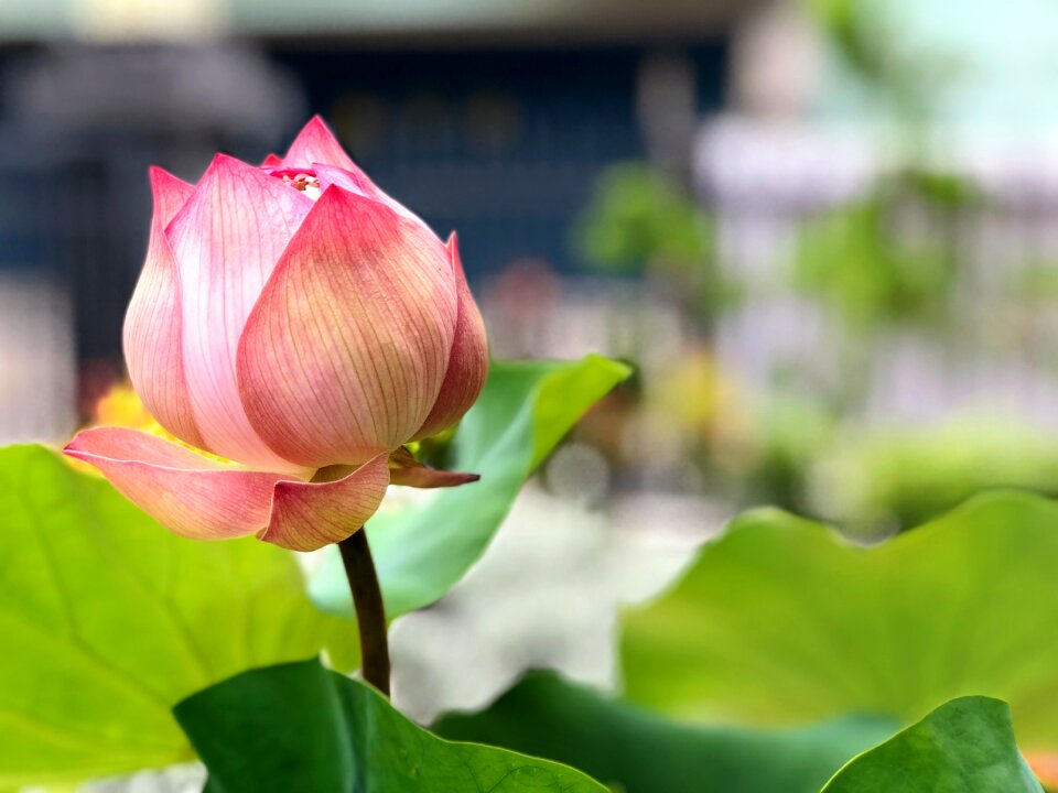 Beauty looking forward to thriving
