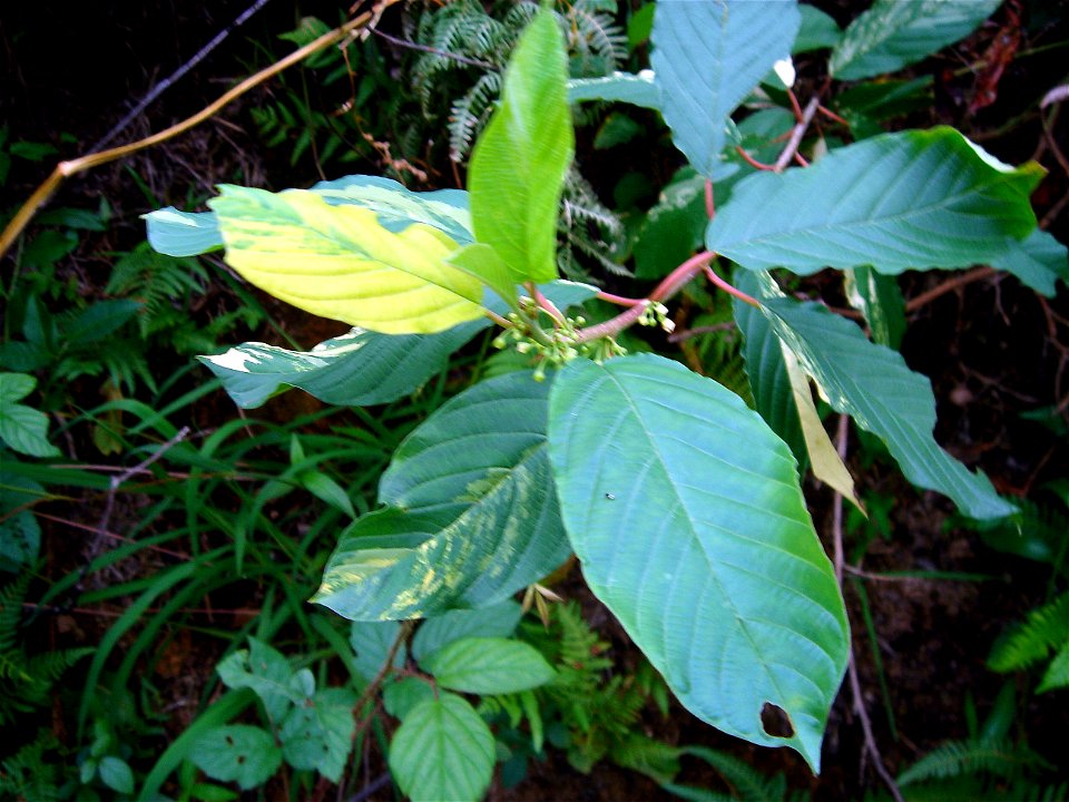 Frangula alnus 'Variegata'