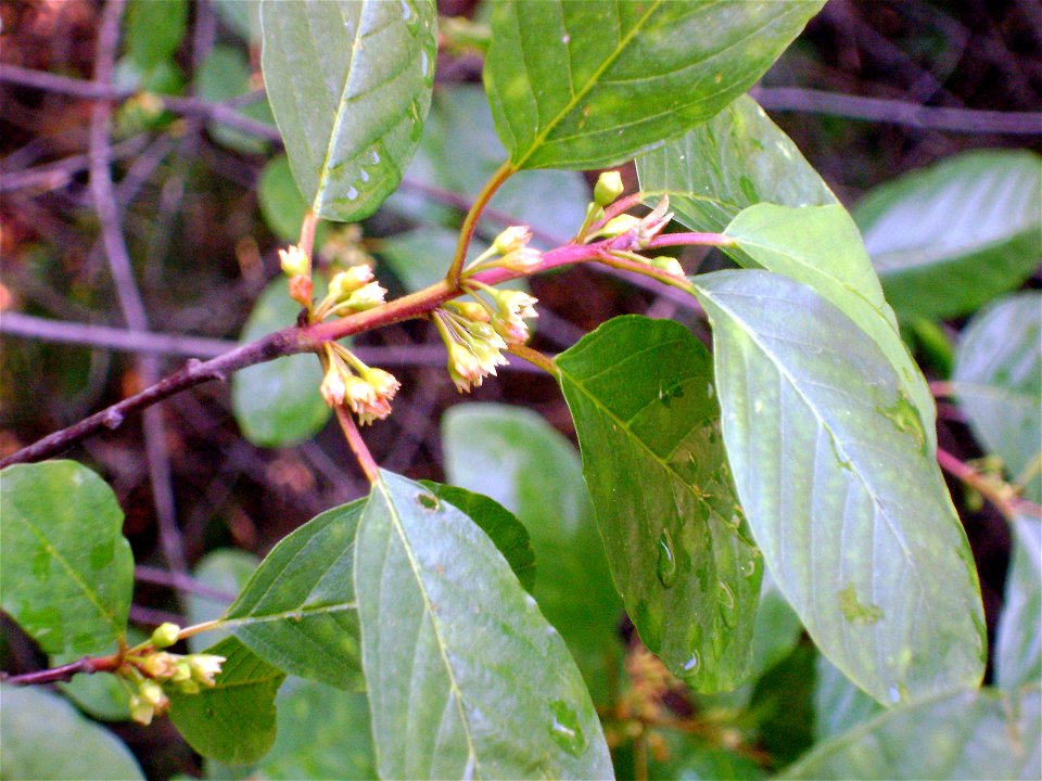Frangula alnus subsp. baetica flowers close up, Sierra Madrona, Spain