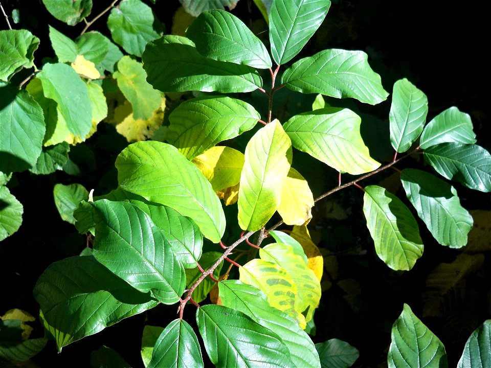 Alder Buckthorn (Frangula alnus, synonym: Rhamnus frangula). Please note the signs of a magnesium deficiency.