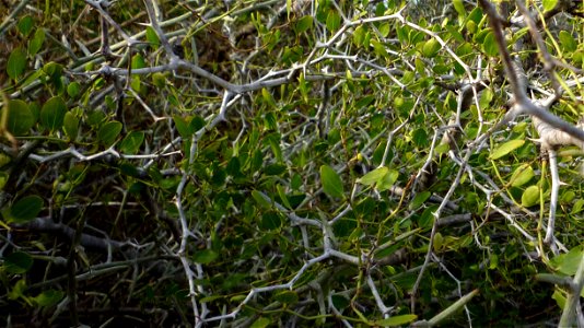 Ziziphus lotus (azufaifo) en Cartagena (Spain).