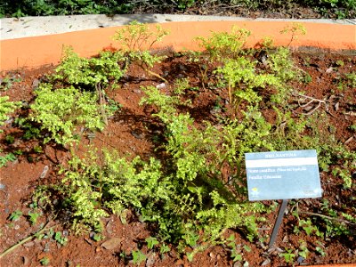 Botanical specimen in the Jardim Botânico de Brasília, Brasília, Brazil. photo