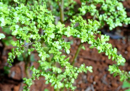 Botanical specimen in the Jardim Botânico de Brasília, Brasília, Brazil. photo