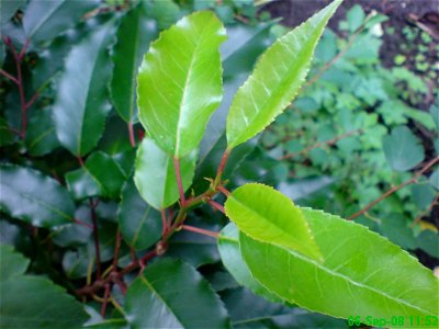 Portugal Laurel