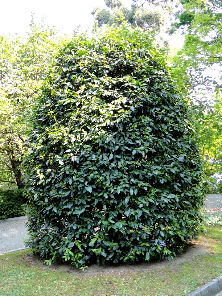 Prunus lusitanica. Botanical specimen on the grounds of the Villa Taranto (Verbania), Lake Maggiore, Italy.