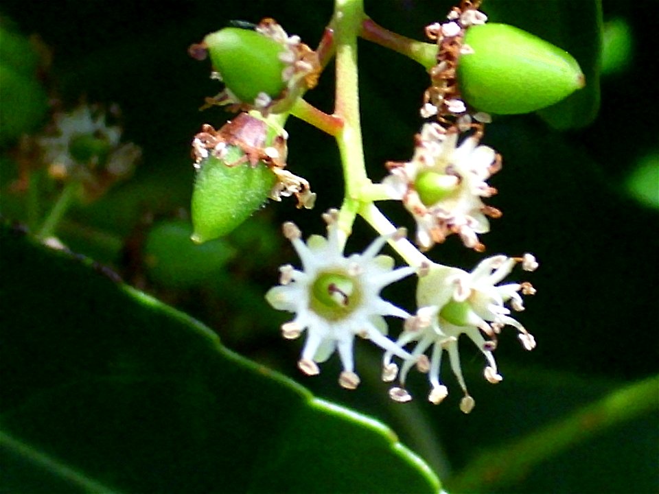 Prunus lusitanica flowers and fruits close up, Dehesa Boyal de Puertollano, Spain