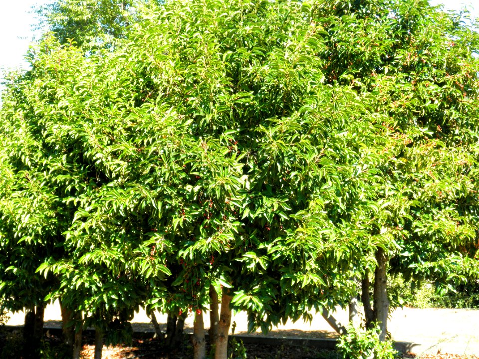 Prunus lusitanica habit, Dehesa Boyal de Puertollano, Spain