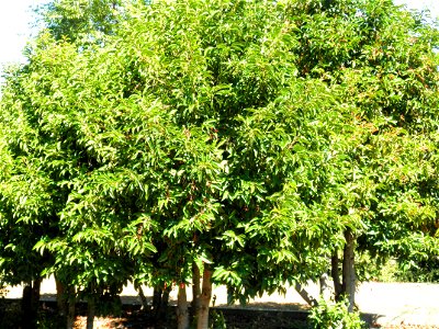 Prunus lusitanica habit, Dehesa Boyal de Puertollano, Spain