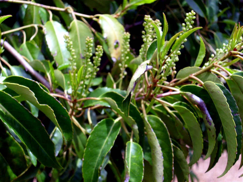 Prunus lusitanica blossom, Dehesa Boyal de Puertollano, Spain